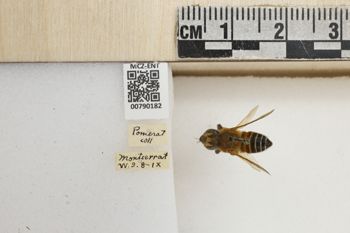 Media type: image;   Entomology 790182 Aspect: Labels